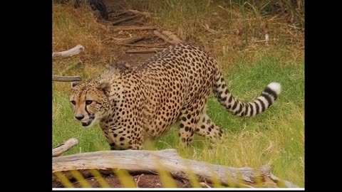 Why Dubai Sheikhs Keep DANGEROUS Cheetahs Like House Cats?