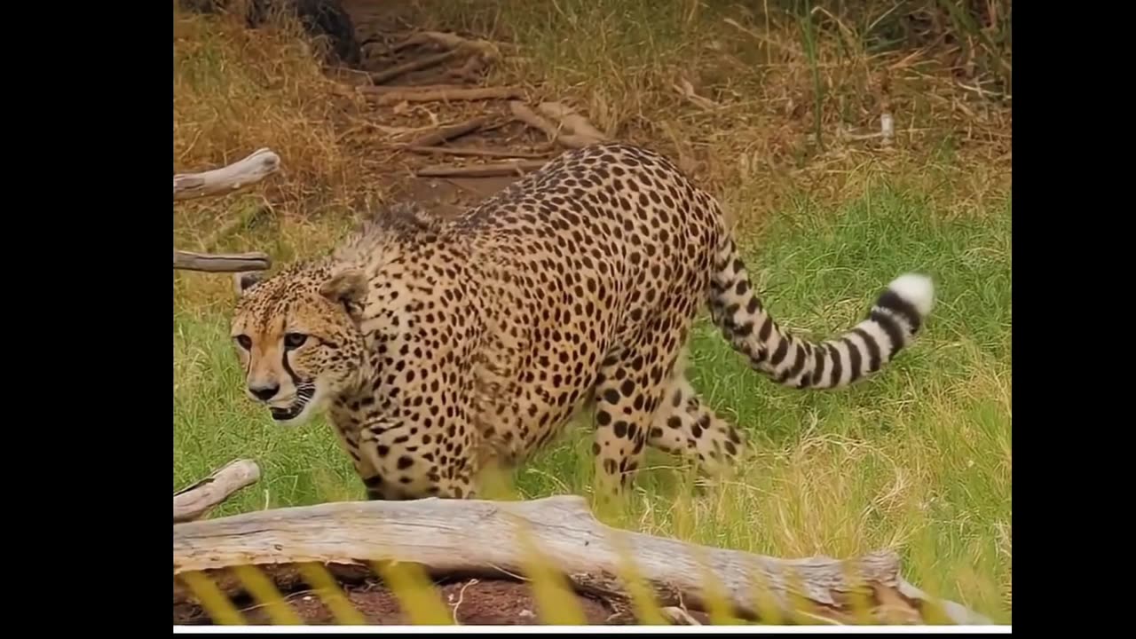 Why Dubai Sheikhs Keep DANGEROUS Cheetahs Like House Cats?