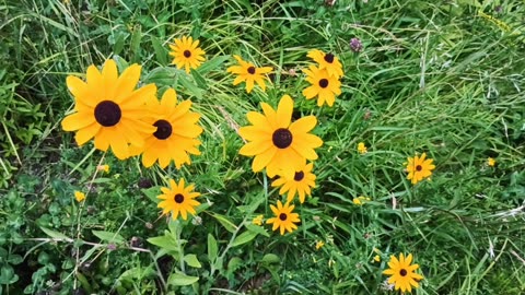 Black-eyed Susans