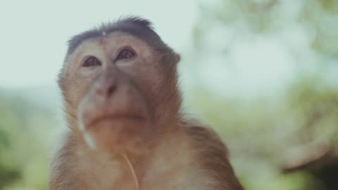 Puzzle Monkey video