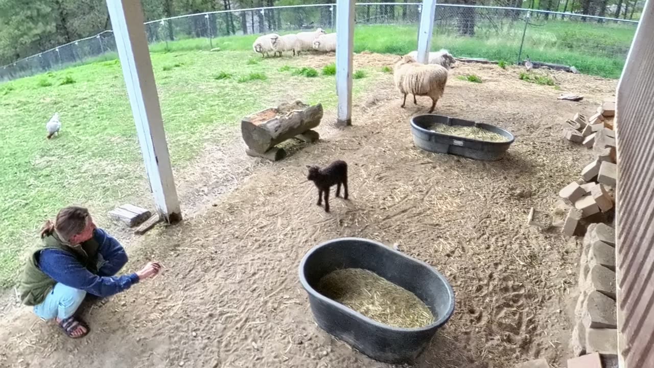New Lamb - Finnigan