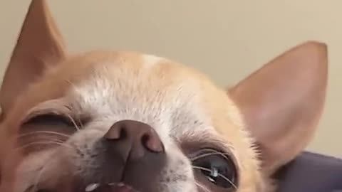 🤢🍽️ You Won't Believe Someone Ate Dog Tartare! | FunFM