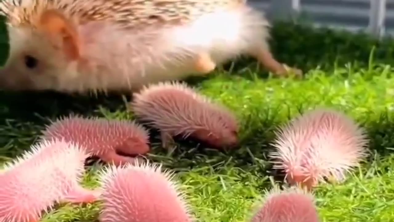 Hedgehog Family