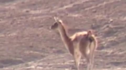guanaco