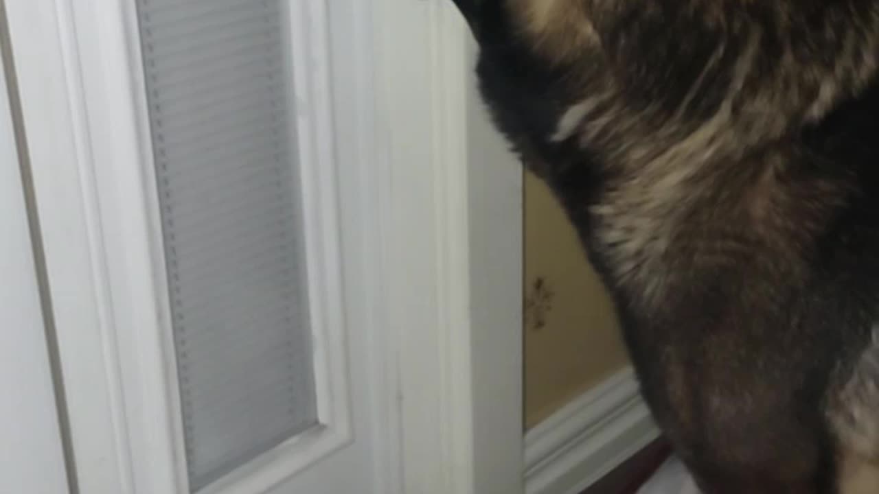 MY DOG HAS 4 EARS