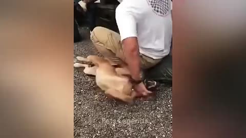 Funny Dog activity