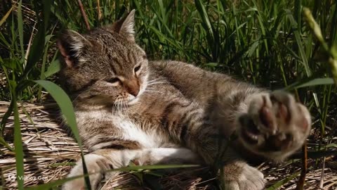 Paws in the Sunshine