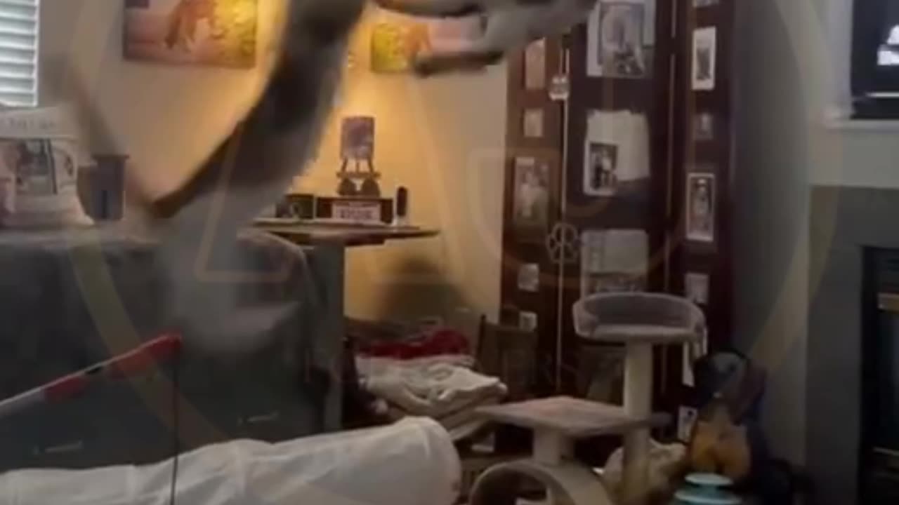 Funny video