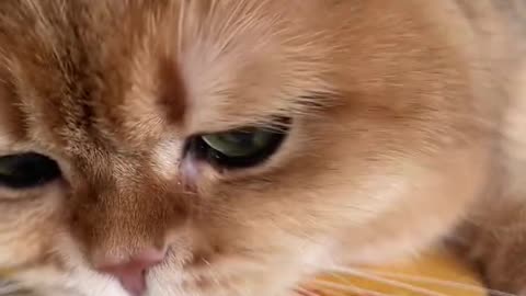 “Kittens Can Cry Too – Heart-Melting Moment 🐱💔”