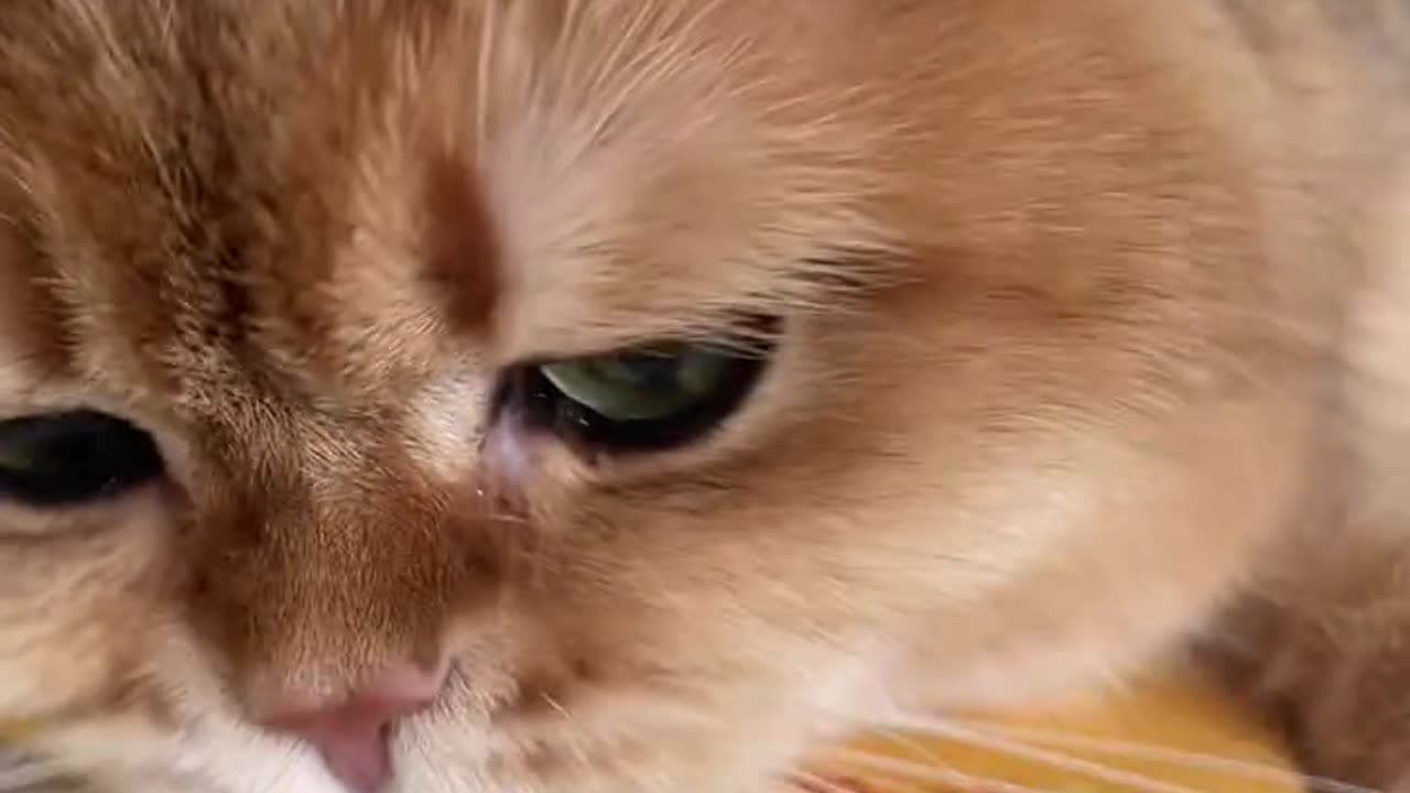 “Kittens Can Cry Too – Heart-Melting Moment 🐱💔”
