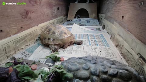 Shelly The Tortoise Day 5!