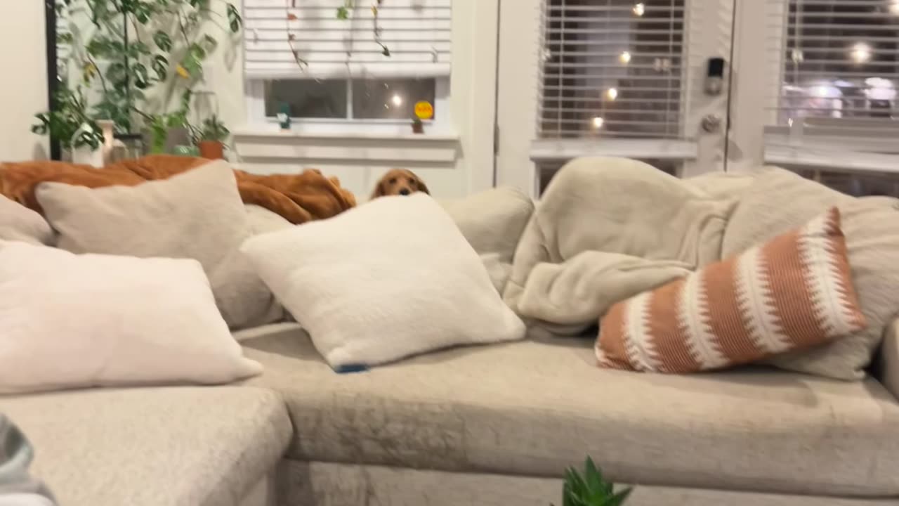 Dachshund Dad Hides from Puppies