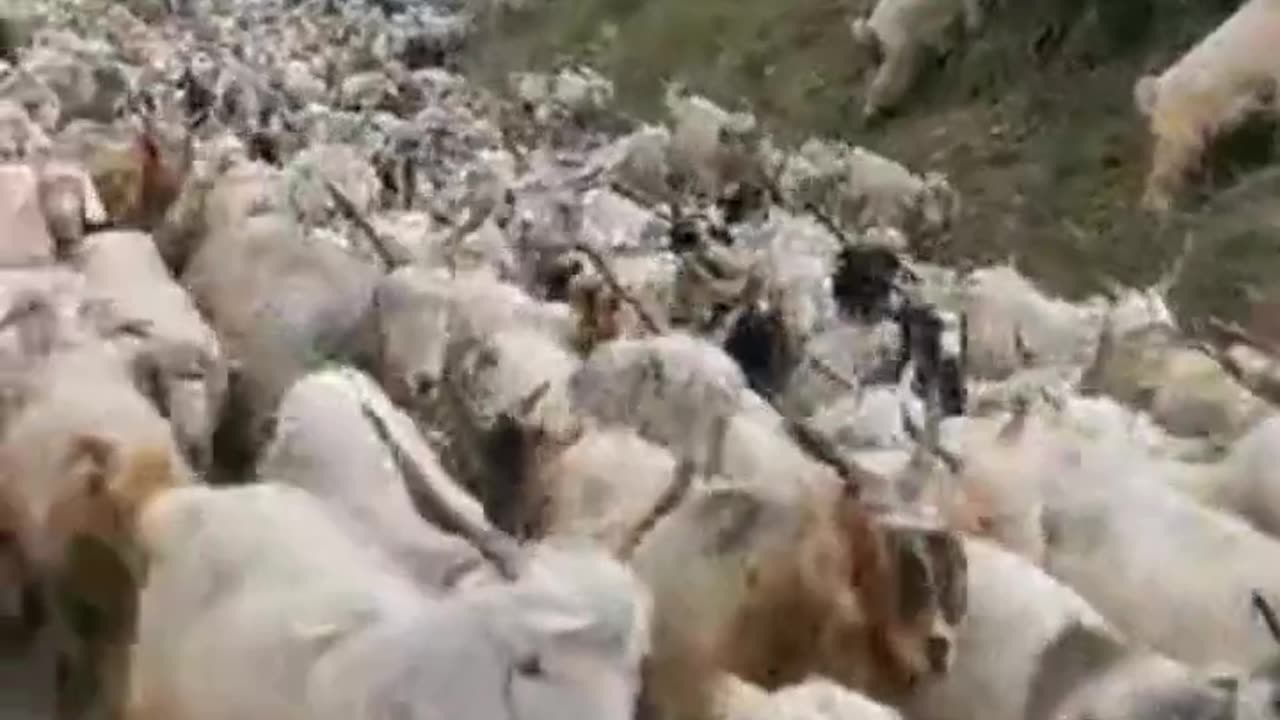 O Valor da Determinação