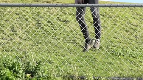 How Animals Get Over a Fence - Funny Videos
