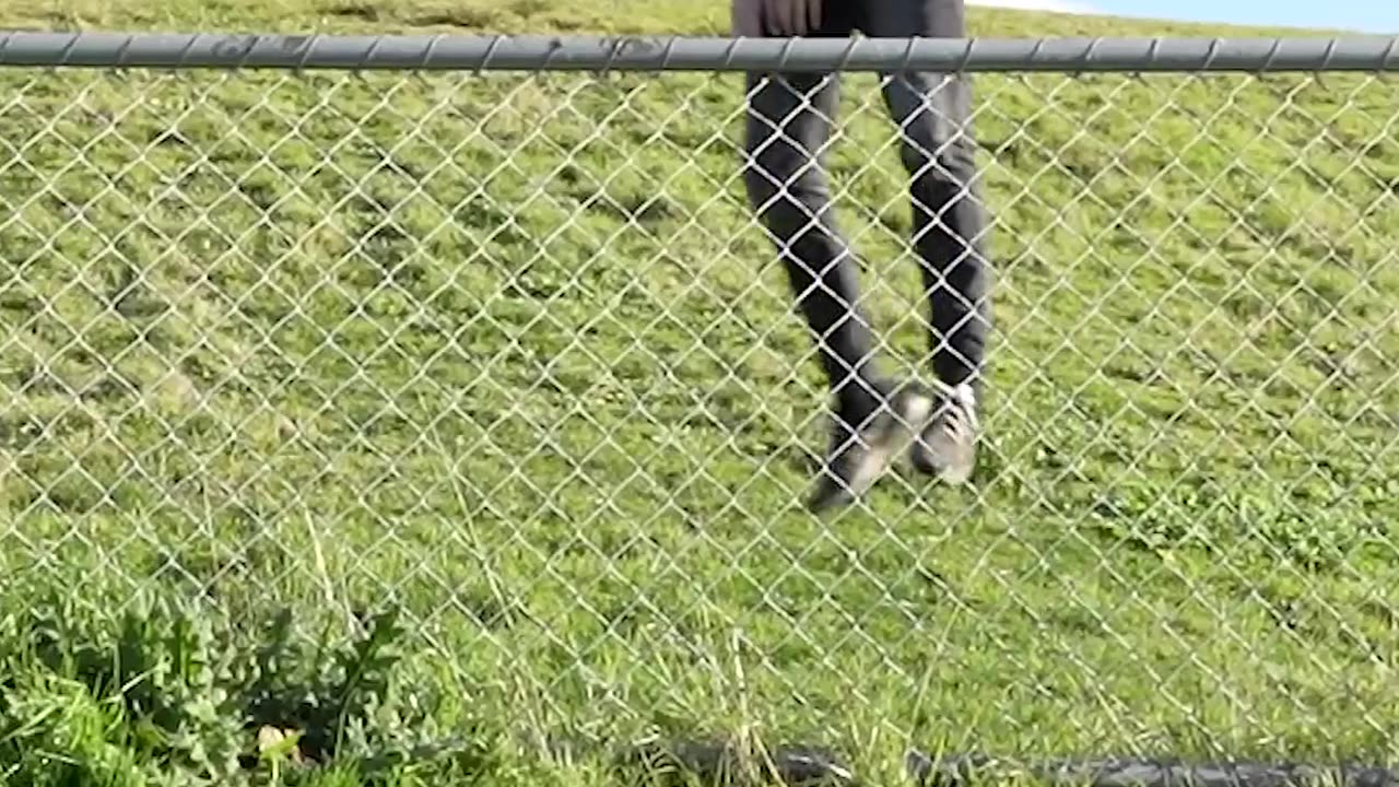 How Animals Get Over a Fence - Funny Videos