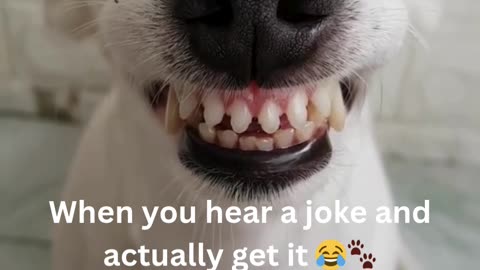 Dog laughing