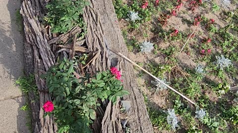 Deadheading the Olympiad Roses of Begonia Regime Fortifications.