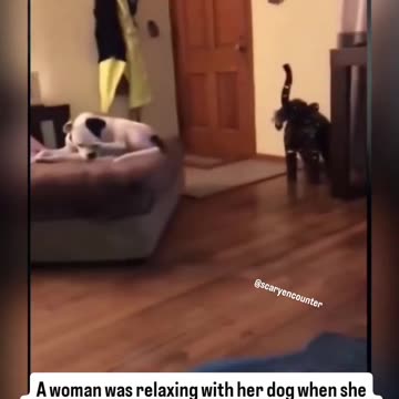 A woman was relaxing at home with her dogs on a quiet night.