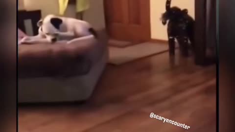 A woman was relaxing at home with her dogs on a quiet night.