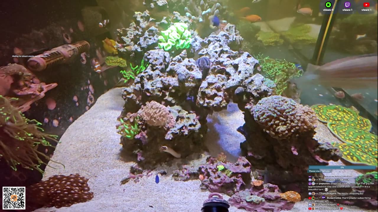 24/7 Real Live Reef Stream