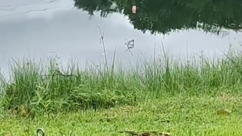 Live Bait Handline Fishing #mobile #fishing #livestream #irl