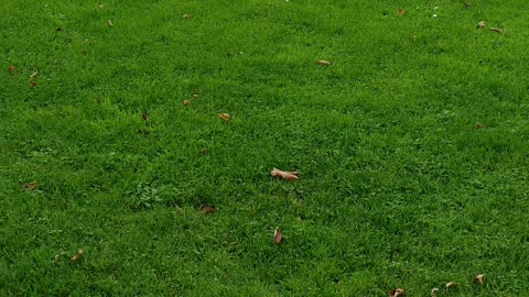 Yorkie Lucy – Monthly Shorts Highlights 🐾✨