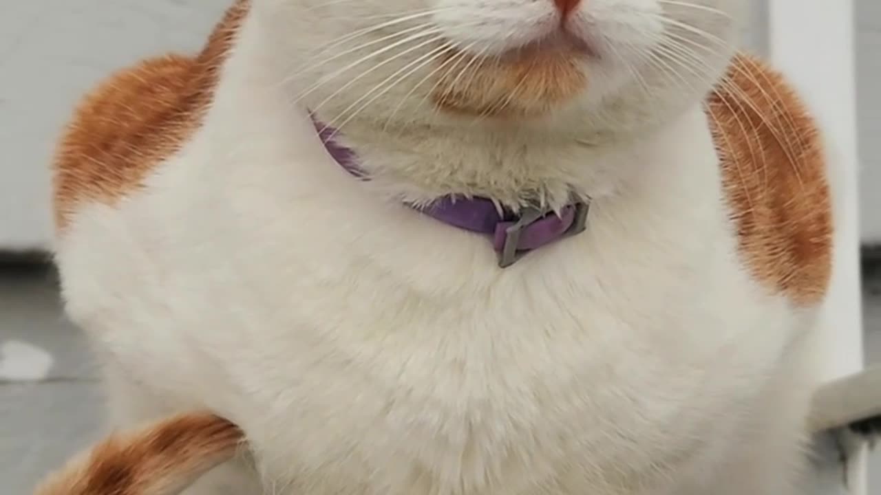 Cat White and orange color #cat #animal
