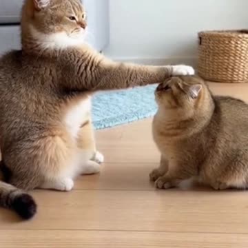 When One Cat Promotes Itself to Manager 🐱✋