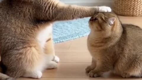 When One Cat Promotes Itself to Manager 🐱✋