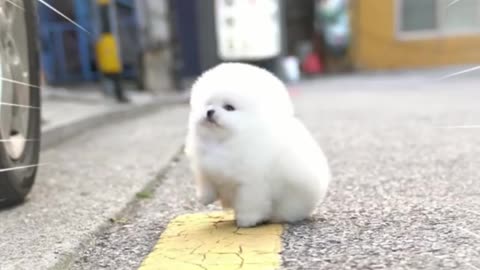 Ah! I faintes because it was so cute!!! A cute puppy 😆❣️❣️