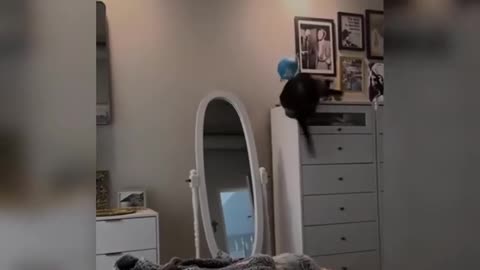 FUNNY CATS 2025 BEST JOKES WITH CATS, CATS, KITTENS, DOGS, FUNNY VIDEOS -