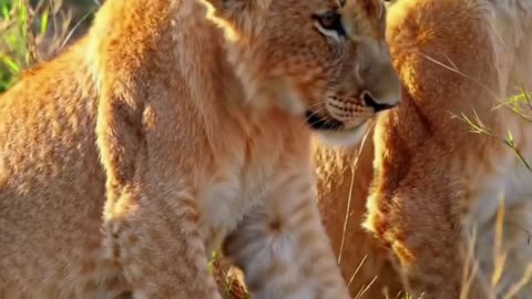 Lion Cubs Safe Between Their Parents 🦁💛