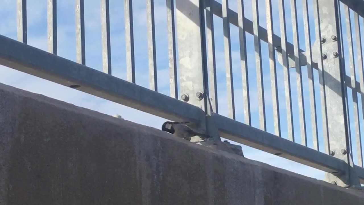 Bird on the bridge. So cute 🥰