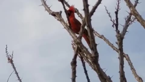Arizona Cardinal in Yard Chirping