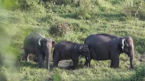 Images d’archives d’animaux sauvages