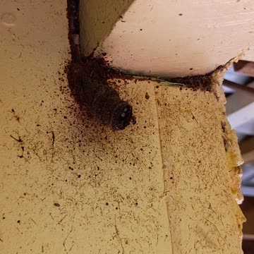 26.8.2025 Native Bees