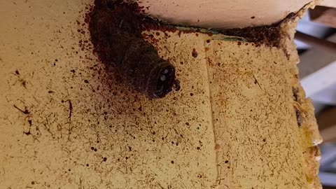 26.8.2025 Native Bees