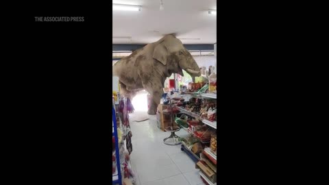 Wild elephant raids a grocery store in Thailand for snacks