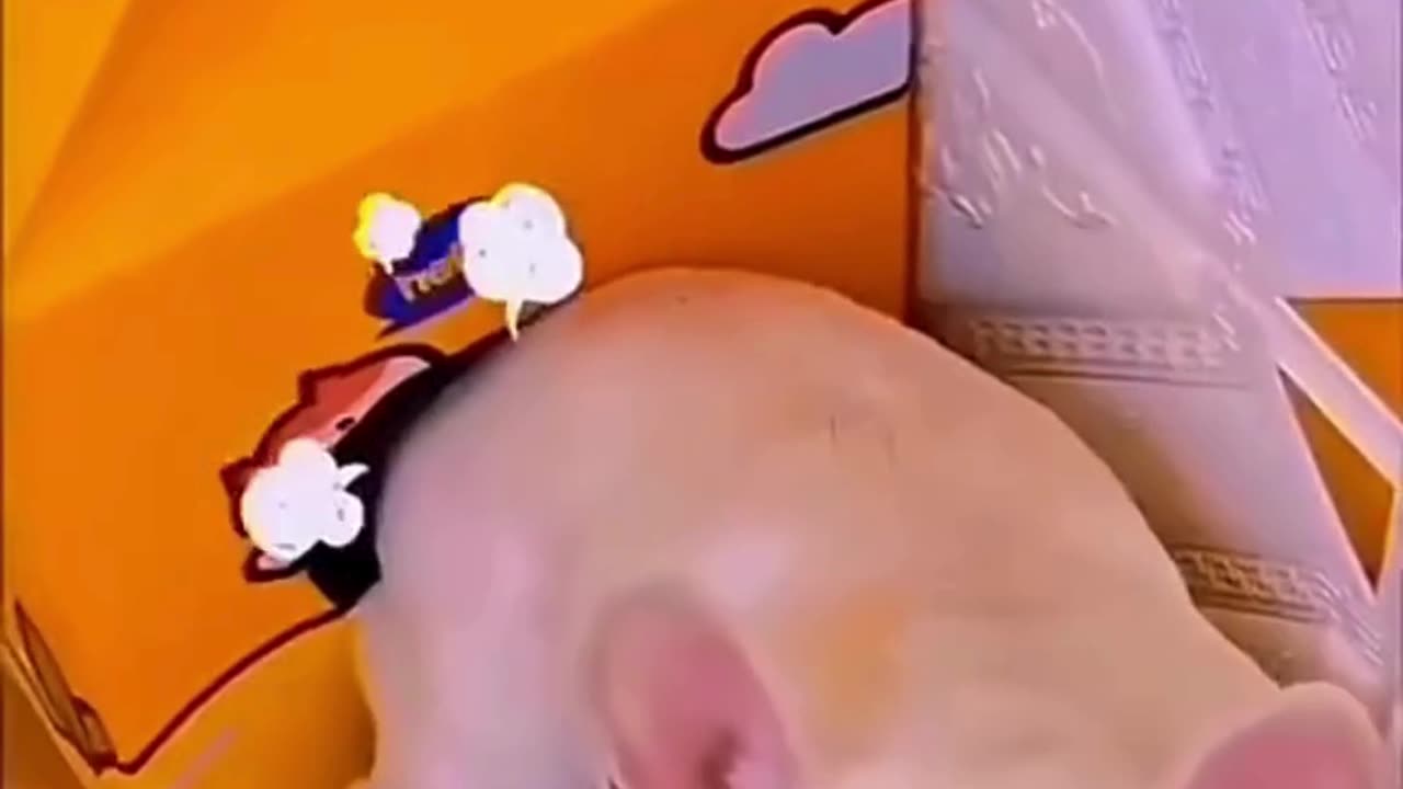 FUNNY ANIMAL COMPILATIONS - PART 35
