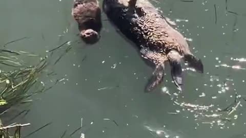 EVERYONE, stop everything and watch this. It’ll make your day 100x better