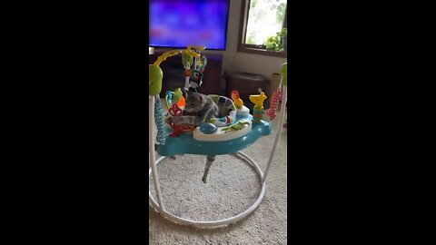 Kitty thinks bouncer is for her