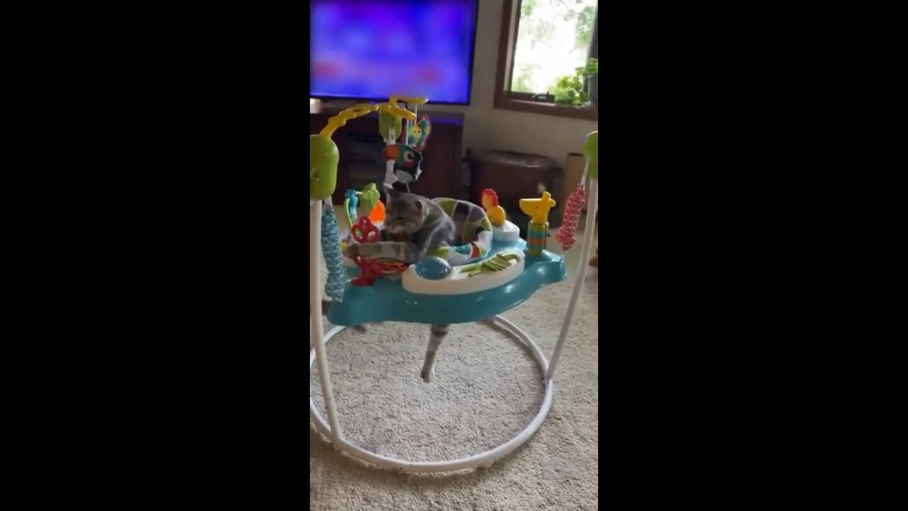 Kitty thinks bouncer is for her
