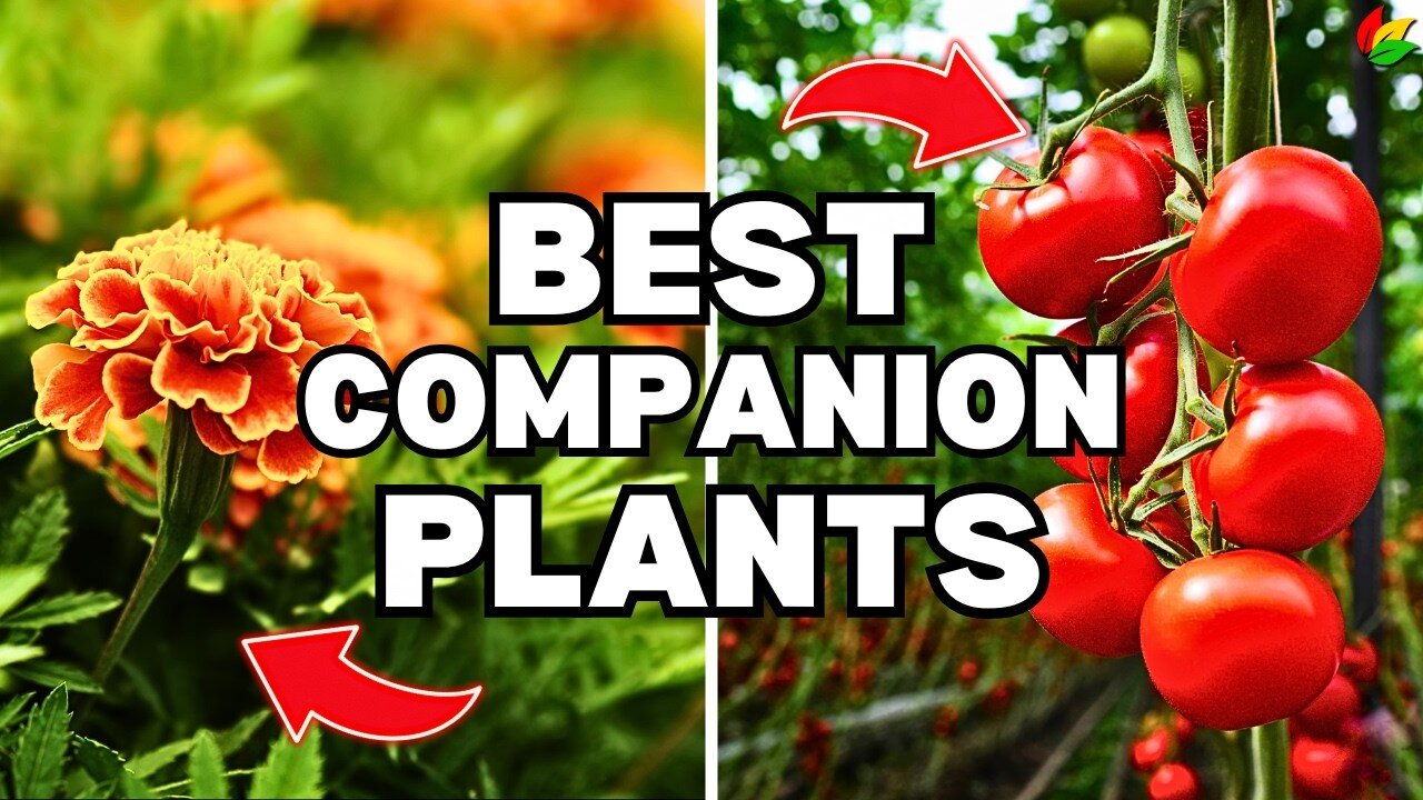 5 Must-Grow Companion Plants for a Thriving Spring Garden!