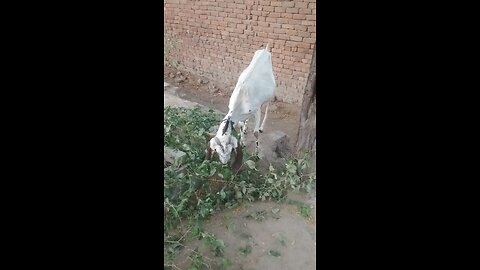 goats beautiful vedio