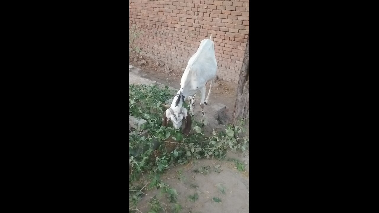goats beautiful vedio