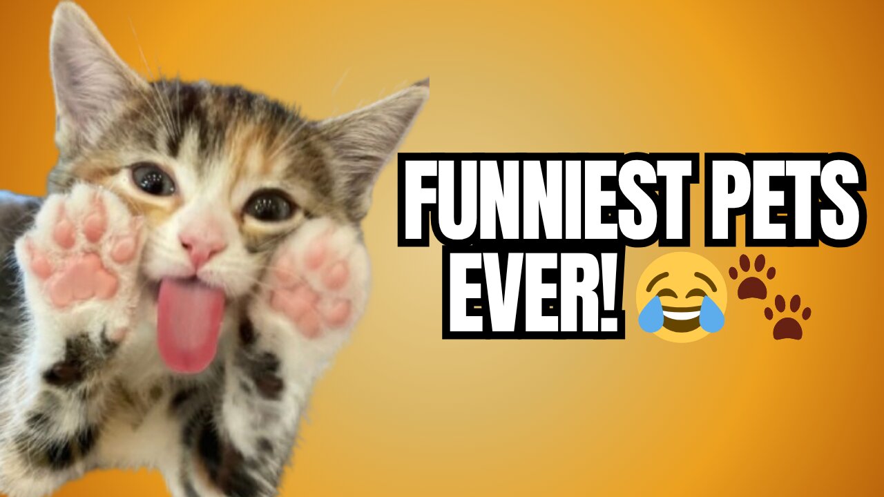 Try Not to Laugh Challenge 😂 The Funniest Dogs & Cats Compilation EVER!”