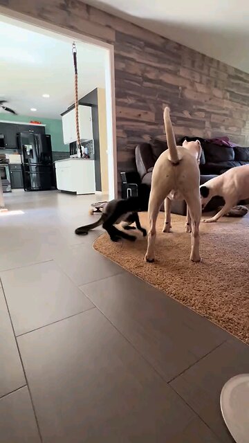 Morning chaos 😂 #funny #wild #crazy #Siblings #dogo #dogs #monkey #animals