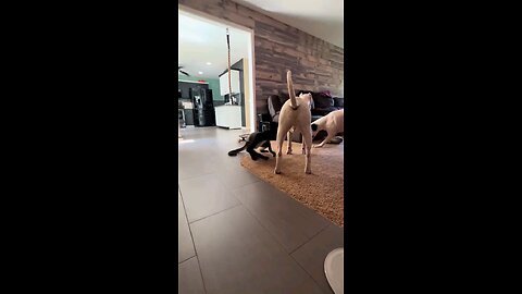 Morning chaos 😂 #funny #wild #crazy #Siblings #dogo #dogs #monkey #animals