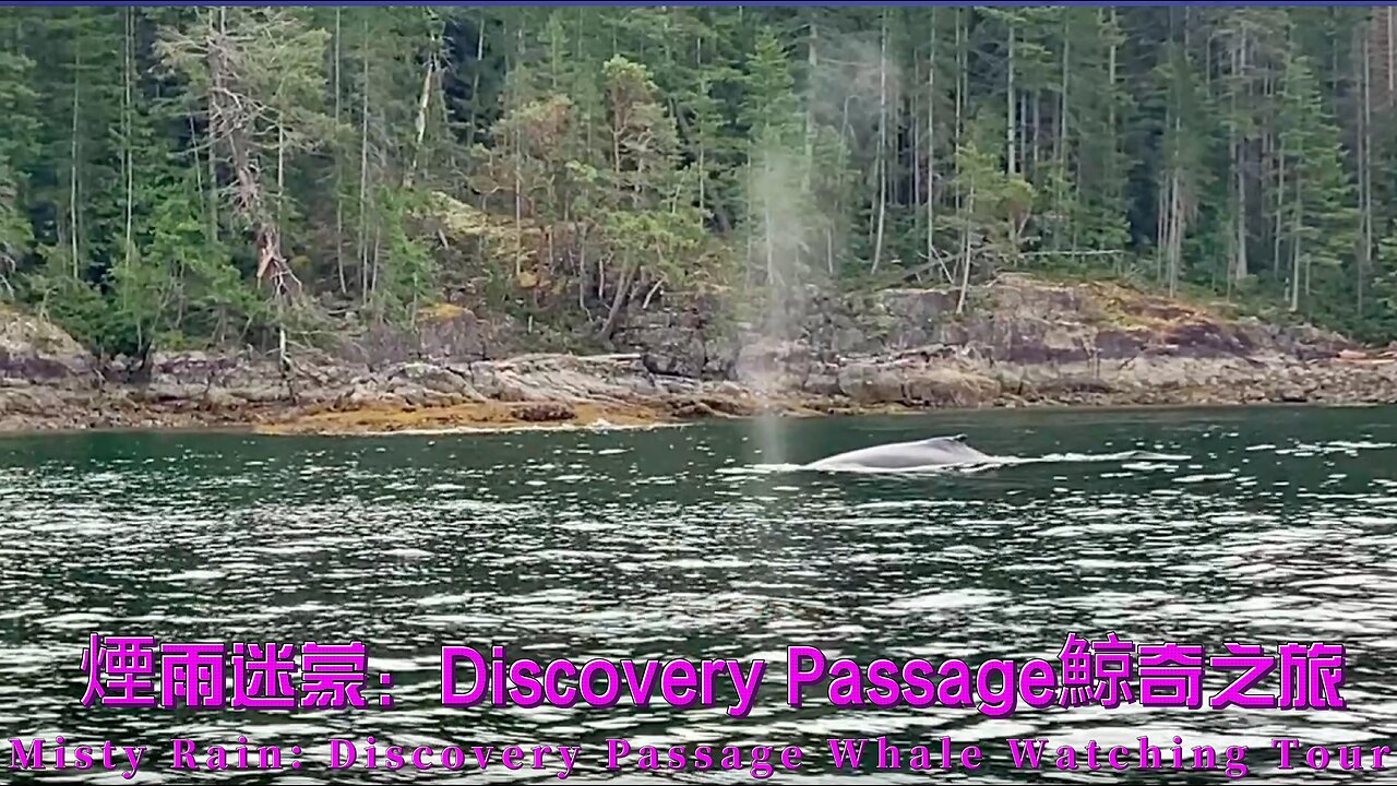Misty Rain: Discovery Passage Whale Watching Tour