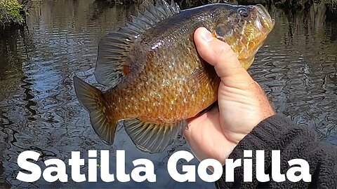 Satilla River Panfish Blast!